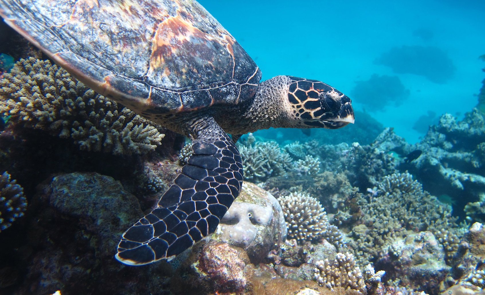 Coco Bodu Hiti Turtle