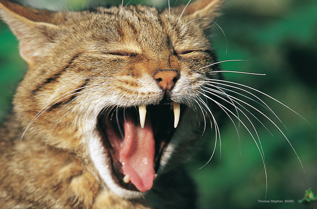 Wildkatze in Bad Herrenalb © Thomas Stephan / BUND